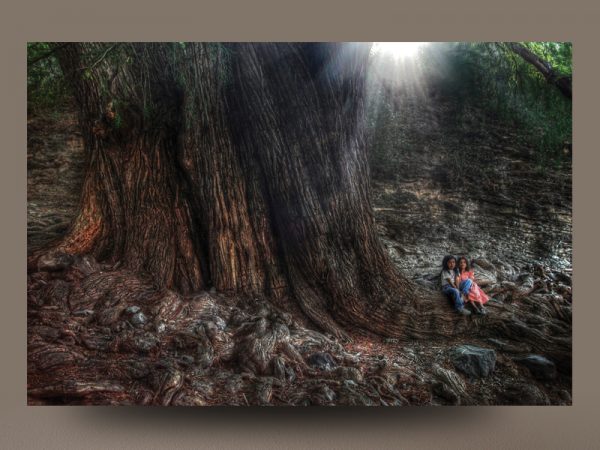 <span>ÁRBOL – FOTOGRAFÍA</span><i>→</i>